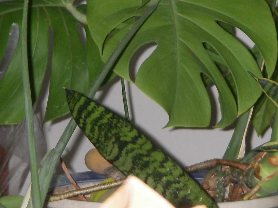 풀구성 Pentax Optio W10 펜탁스 옵티오 소프트필터 빈티지디카 상품이미지10