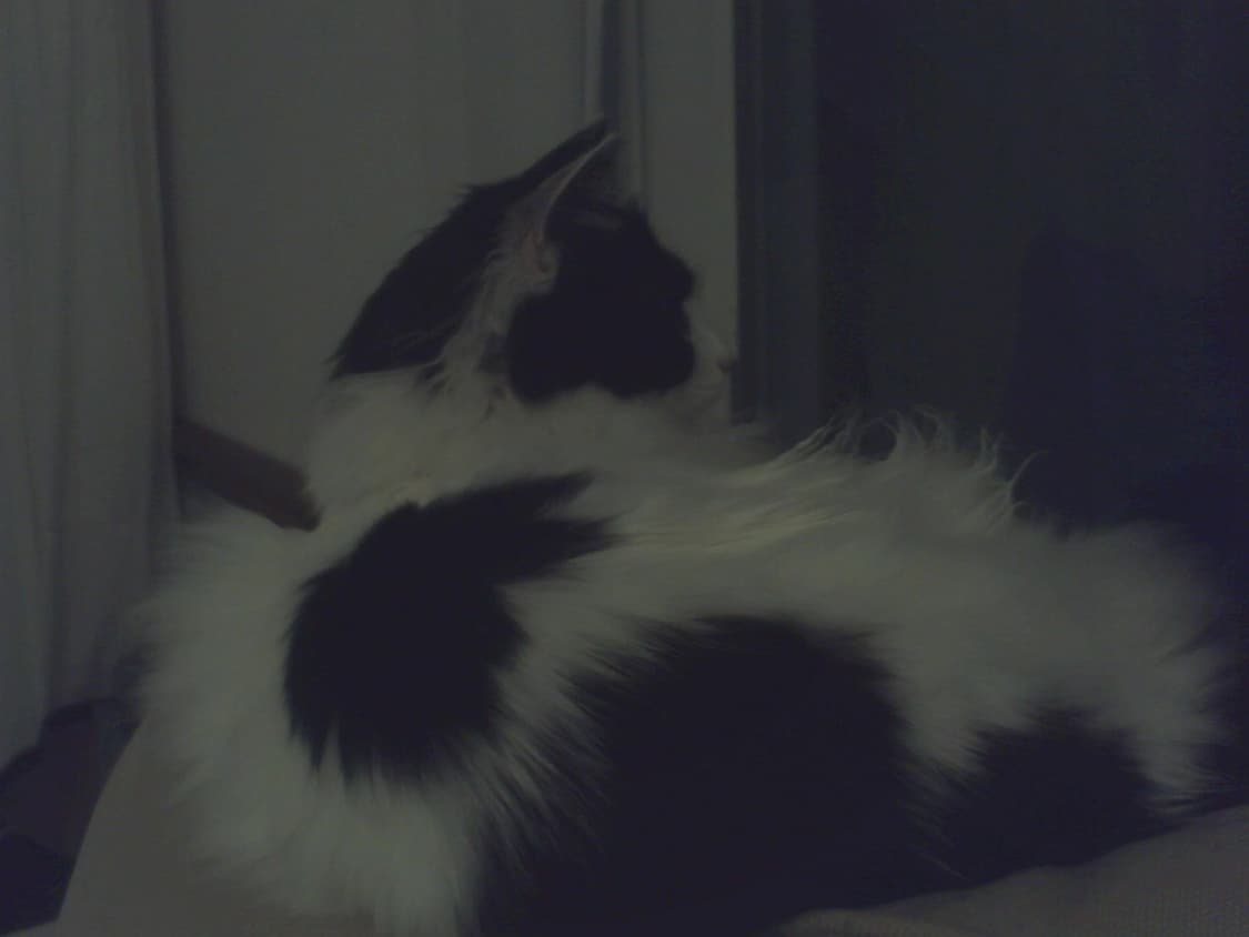 디카 팔아요~ 상품이미지5