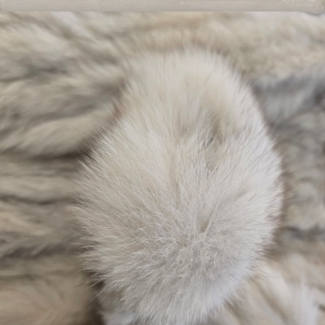 SAGA FOX 상품이미지4