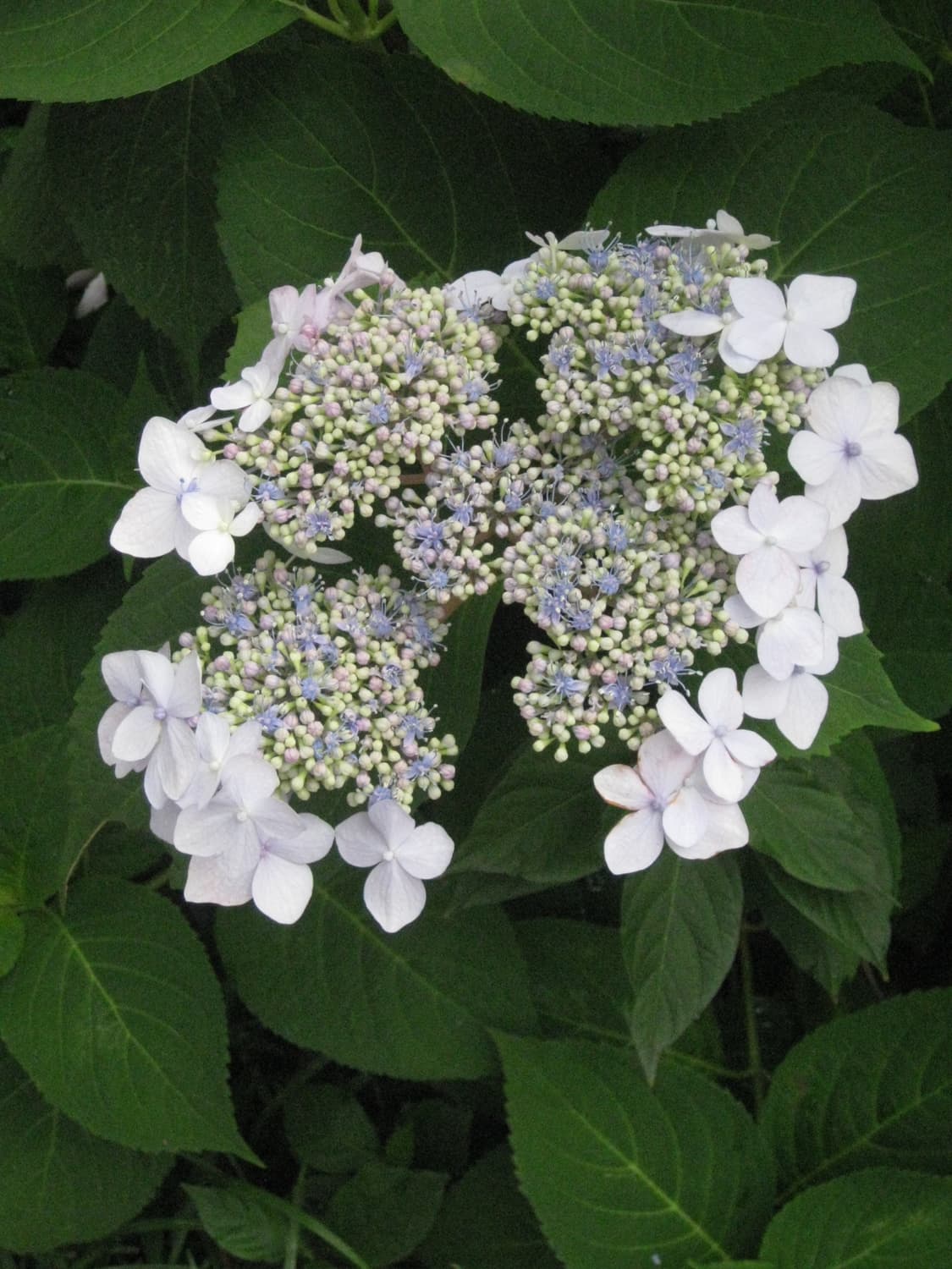 캐논 익서스 80is(ixy20) 상품이미지6