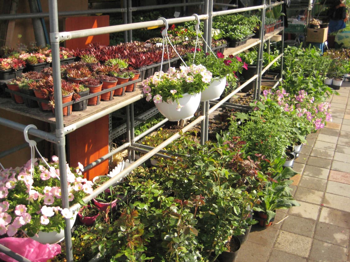 캐논 익서스 75 [작례⭕️] 상품이미지8