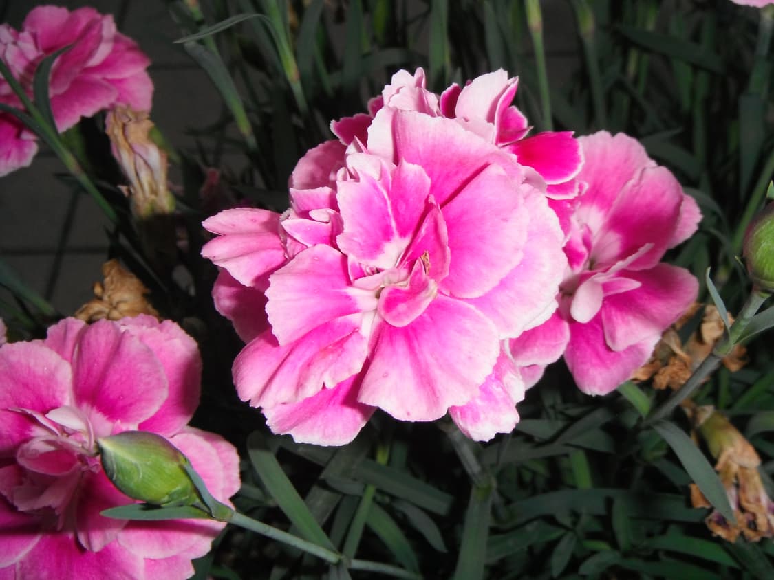 착한가격🧚 후지필름 Finepix Z90 핑크 작례포함 빈티지 디카 상품이미지9