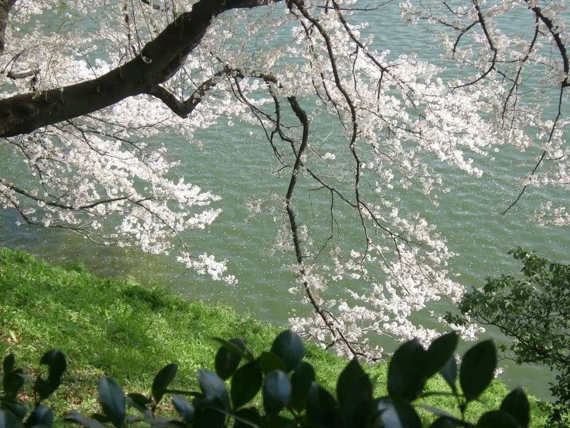 니콘 쿨픽스 p1,p2(nikon coolpix p1,p2) 상품이미지5