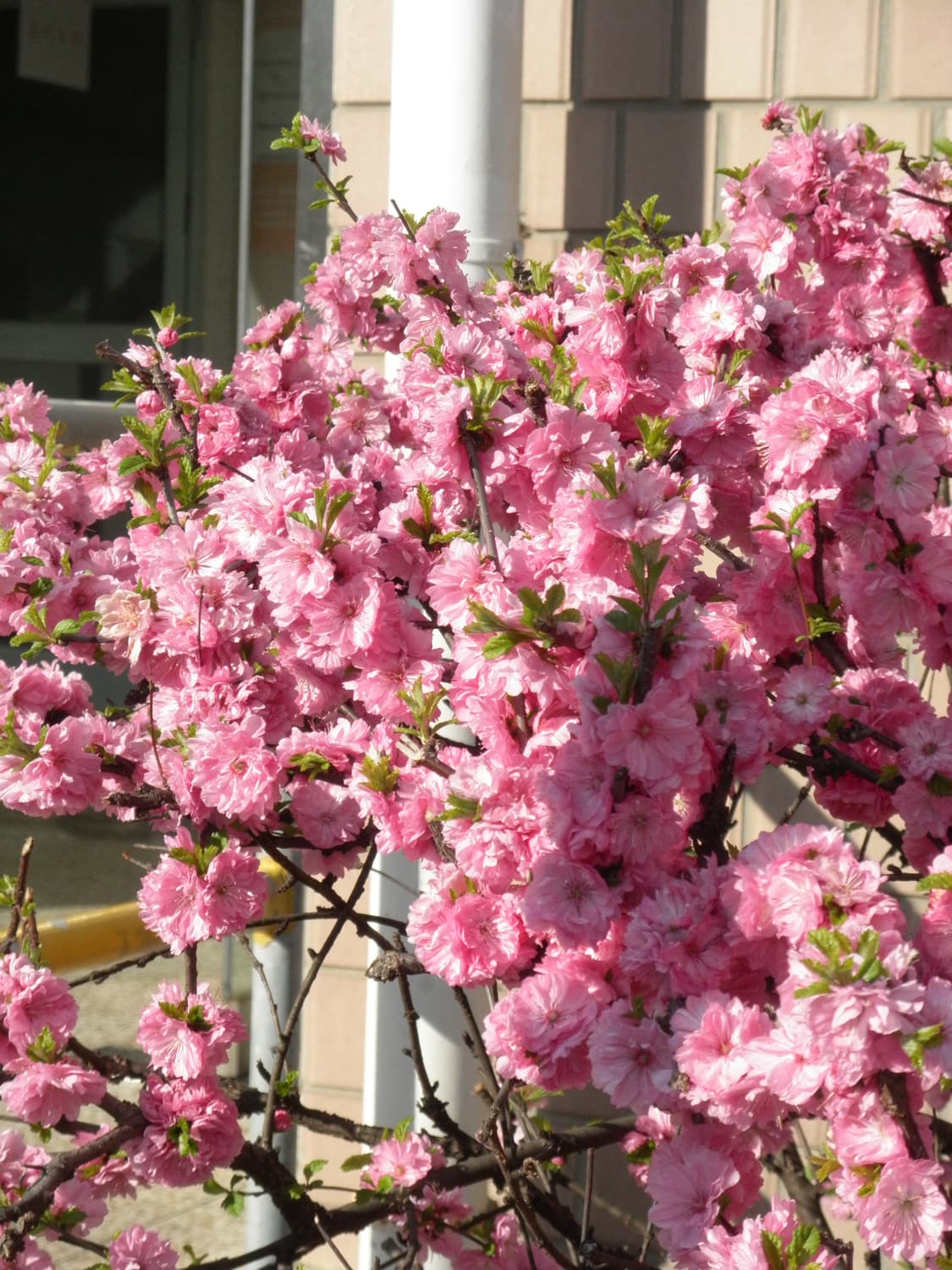 올림푸스 뮤 7050 실버 (작례o) 상품이미지9