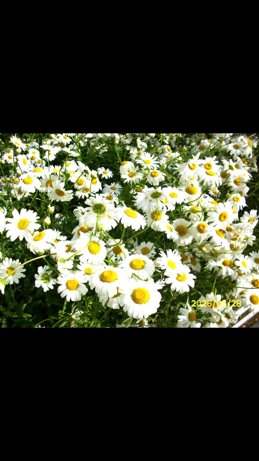 작례o Rollei Compactline130 상품이미지4