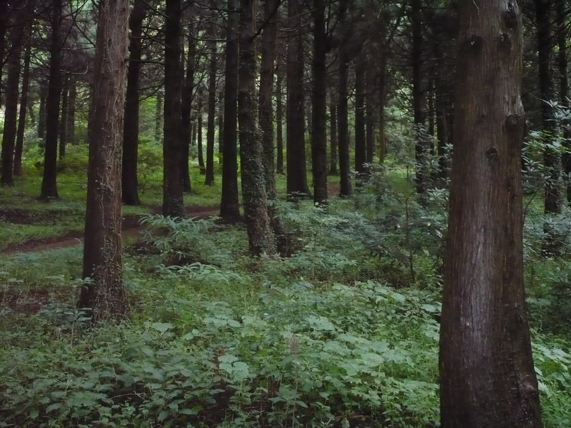 파라소닉 루믹스 DMC-FS1 디카 상품이미지4