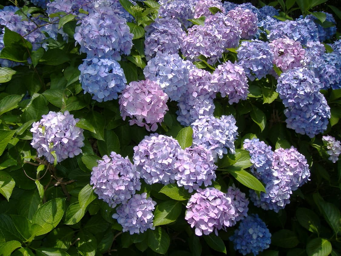 후지필름 A345 디카 (작례 有) 상품이미지2