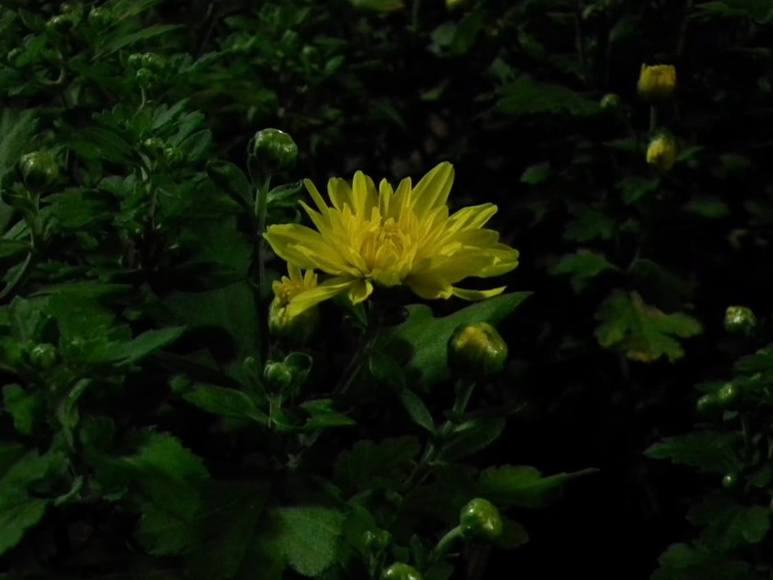 후지필름 파인픽스 HS10 + 가방 상품이미지9