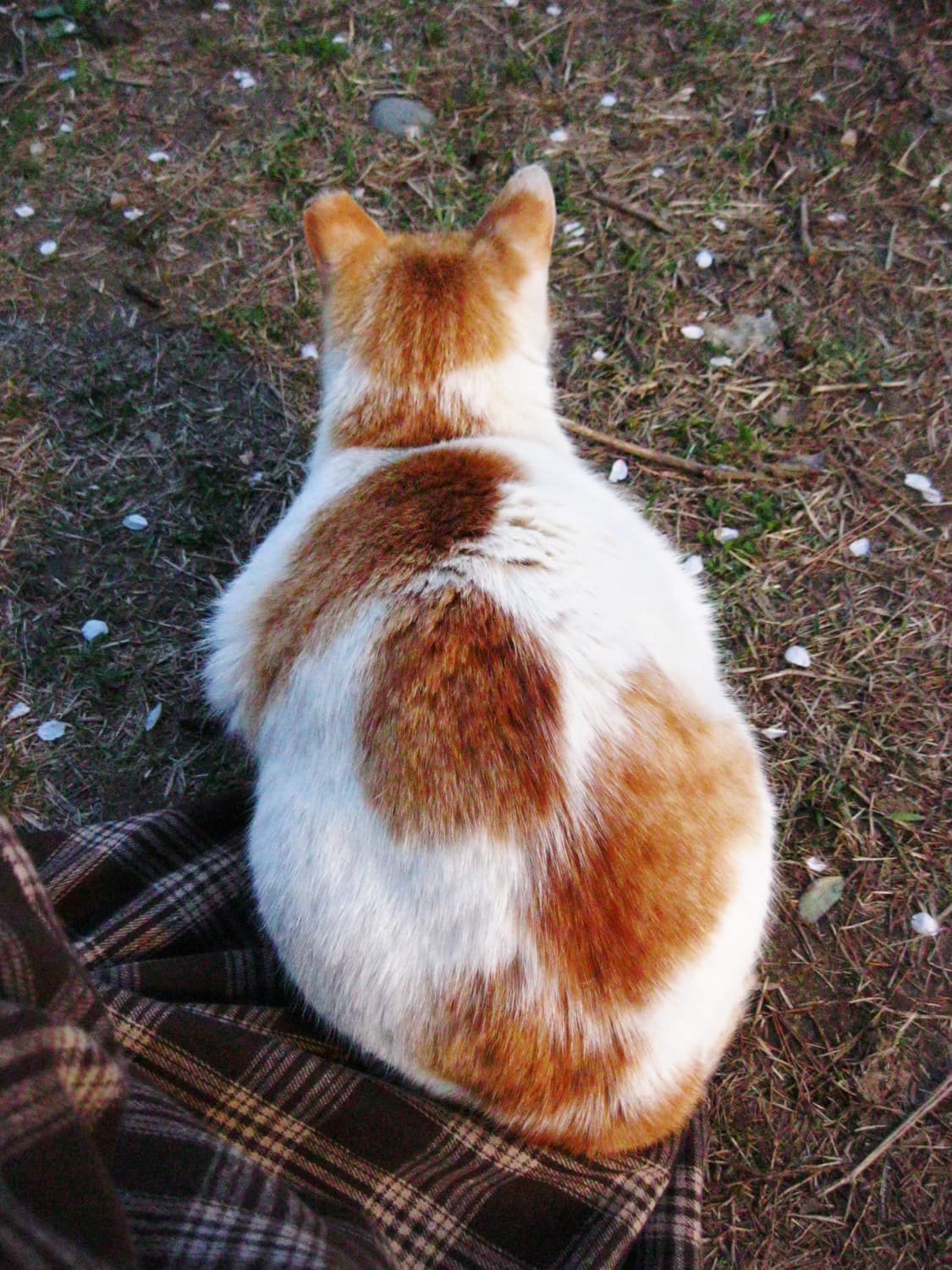 [바로사용가능/작례O] 캐논 파워샷 a3000is 빈티지 디카 상품이미지9