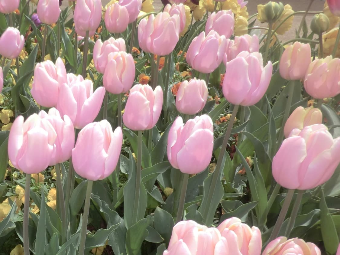 카시오 엑슬림 Z2300 대여 상품이미지6