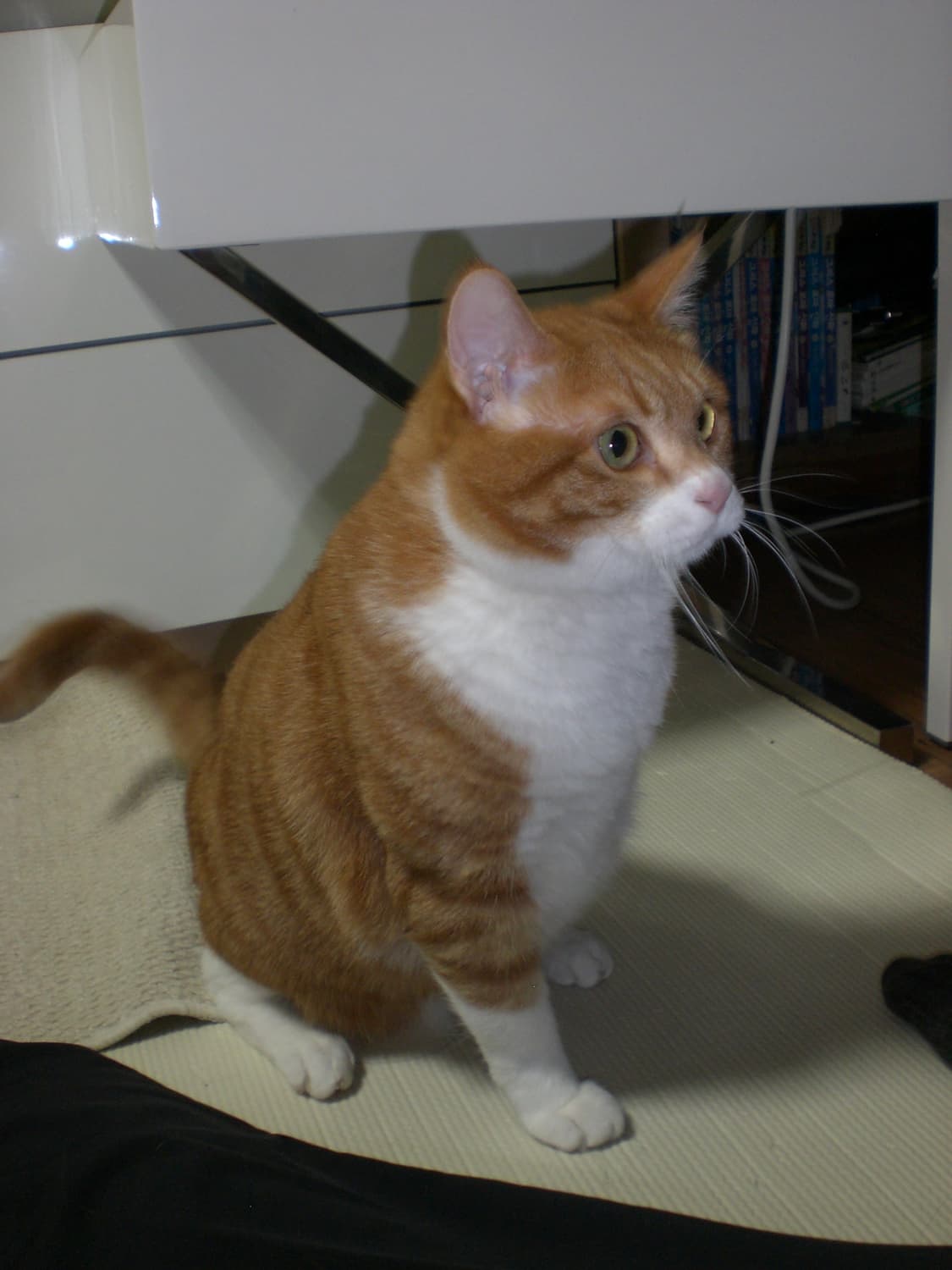 [풀세트/아이브가을디카☁️] 카시오 엑슬림 z75 (작례O) 상품이미지9