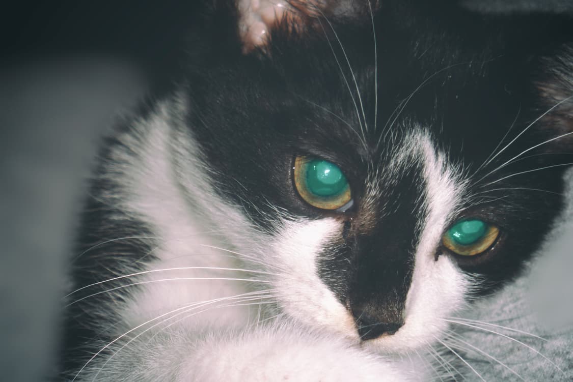 (핑크 디카🎀) 파나소닉 DMC-FP1 디카 디지털카메라 상품이미지10