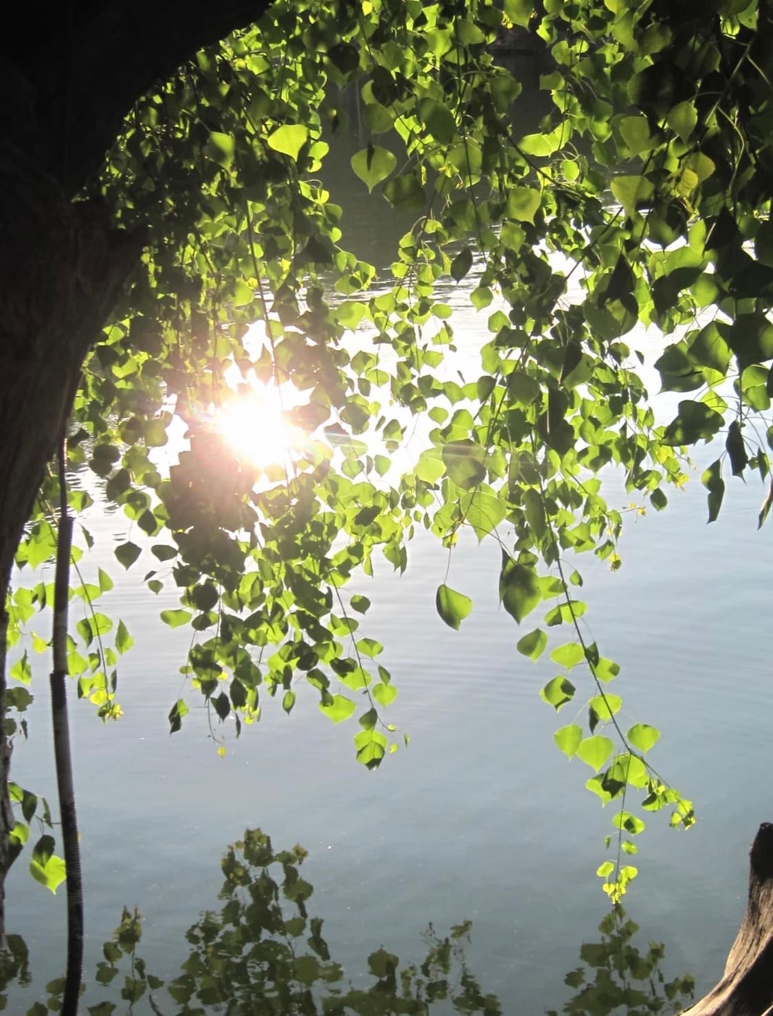 A급)캐논 익서스 980 CANON IXUS 980 빈티지 디카 상품이미지4