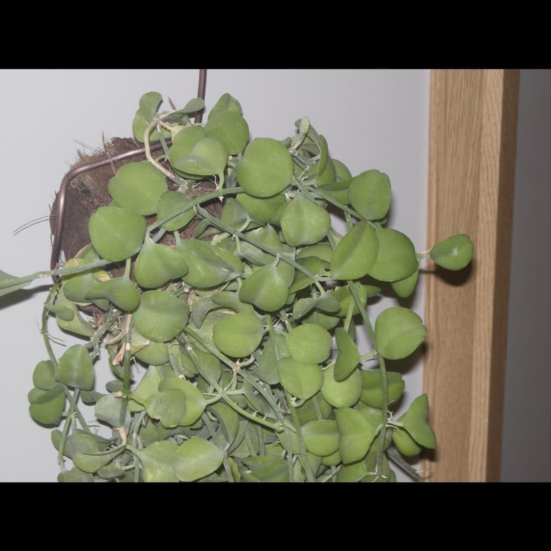 작례⭕️ 니콘 쿨픽스 S510 풀박스 와인 레드❤️  상품이미지5