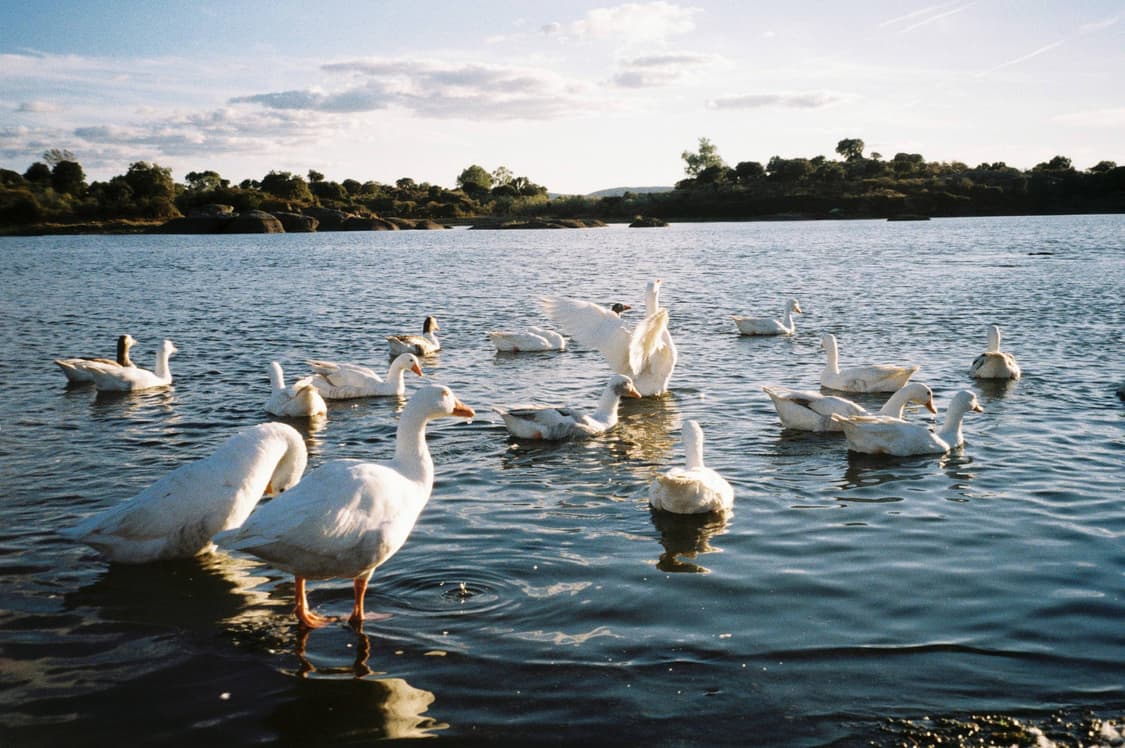작례O 보장된 결과물 삼성 케녹스 140 winner 필름카메라 빈티지  상품이미지4