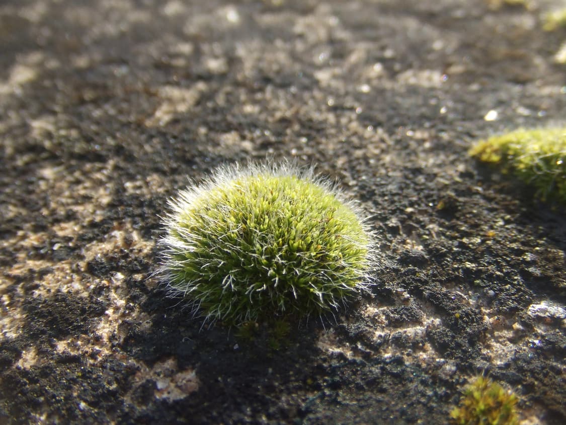 [아일릿&뉴진스픽!] 후지필름 Finepix Z5fd 디지털카메라 상품이미지10