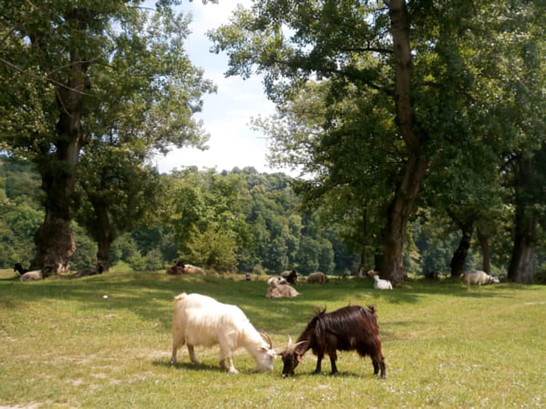 📸 🍒✨ 한국어지원 ✨🍒 올림푸스 VG-170 레드 상품이미지7