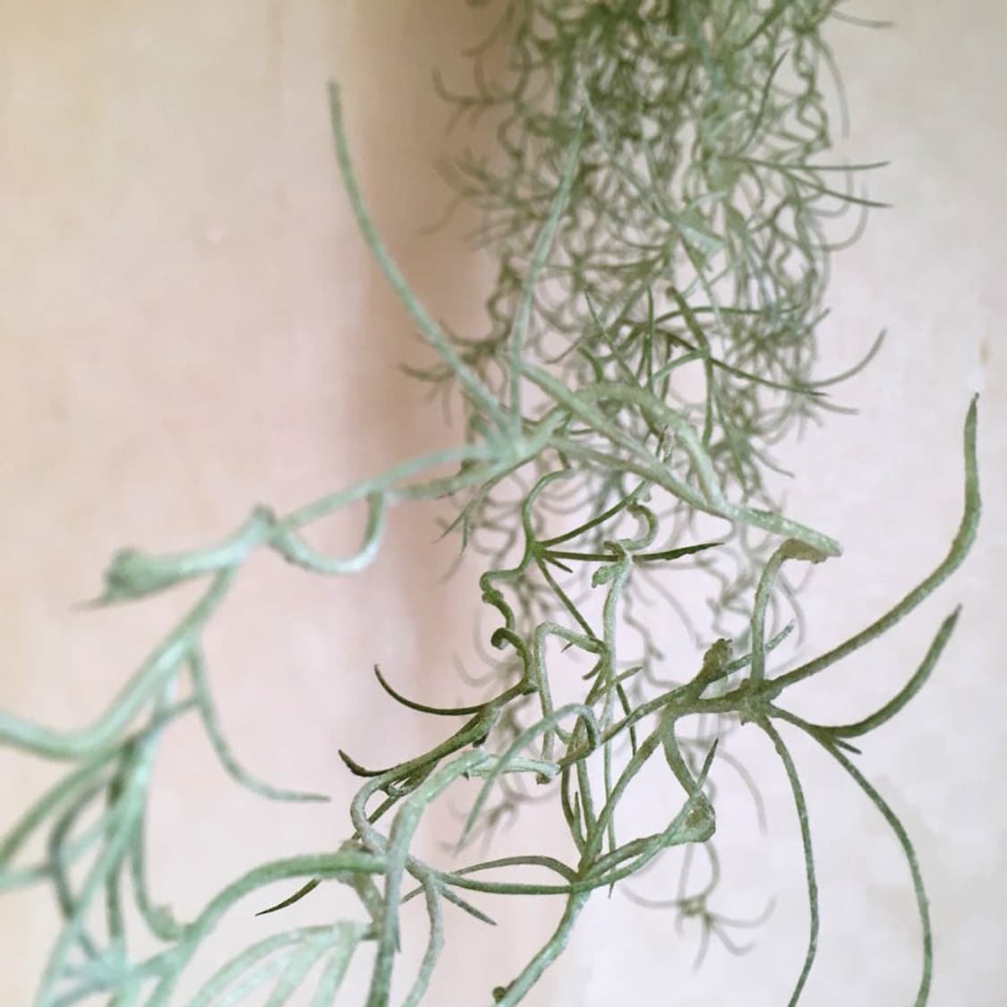 Tilandia Hanging Plant (조화) 상품이미지2