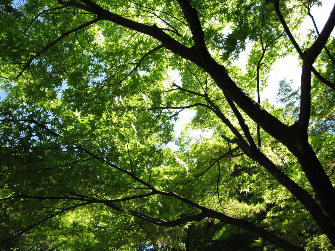 캐논 파워샷 E1 Canon PowerShot E1 핑크 상품이미지3