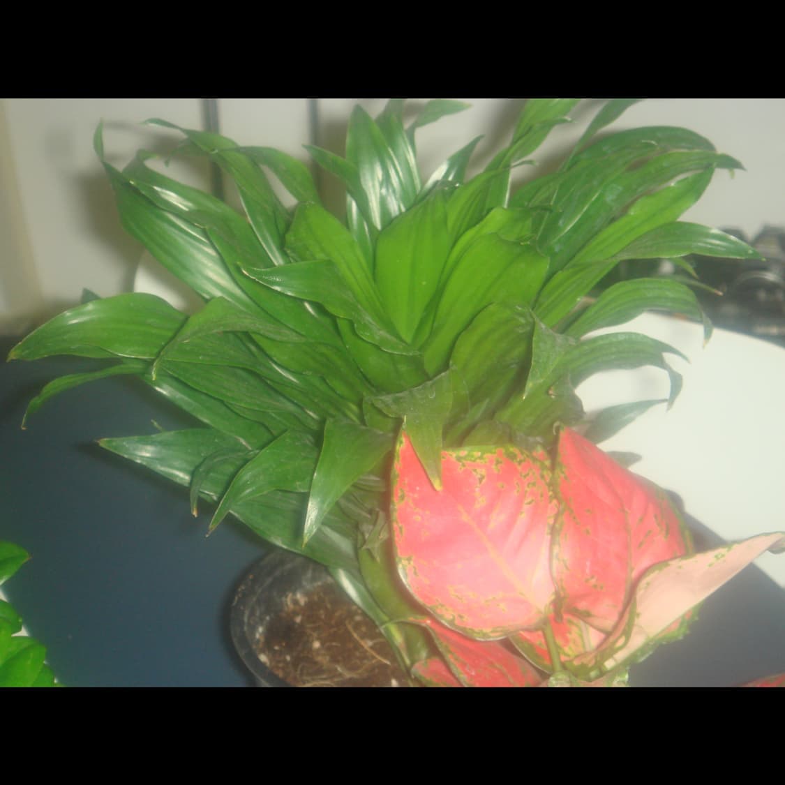 작례⭕️ 소니 사이버샷 DSC-T50 상품이미지3