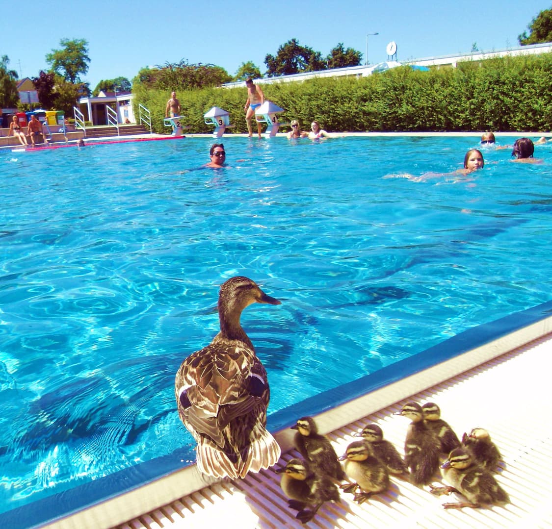 작례O 장동건 디카 삼성 블루 nv24hd 디지털카메라 빈티지 상품이미지3