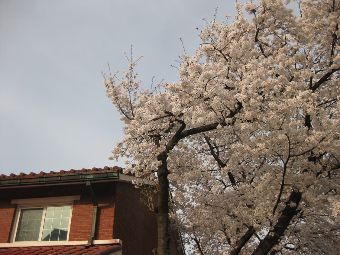 [풀박스/A급] 캐논 익시 Canon IXY 25is 상품이미지1