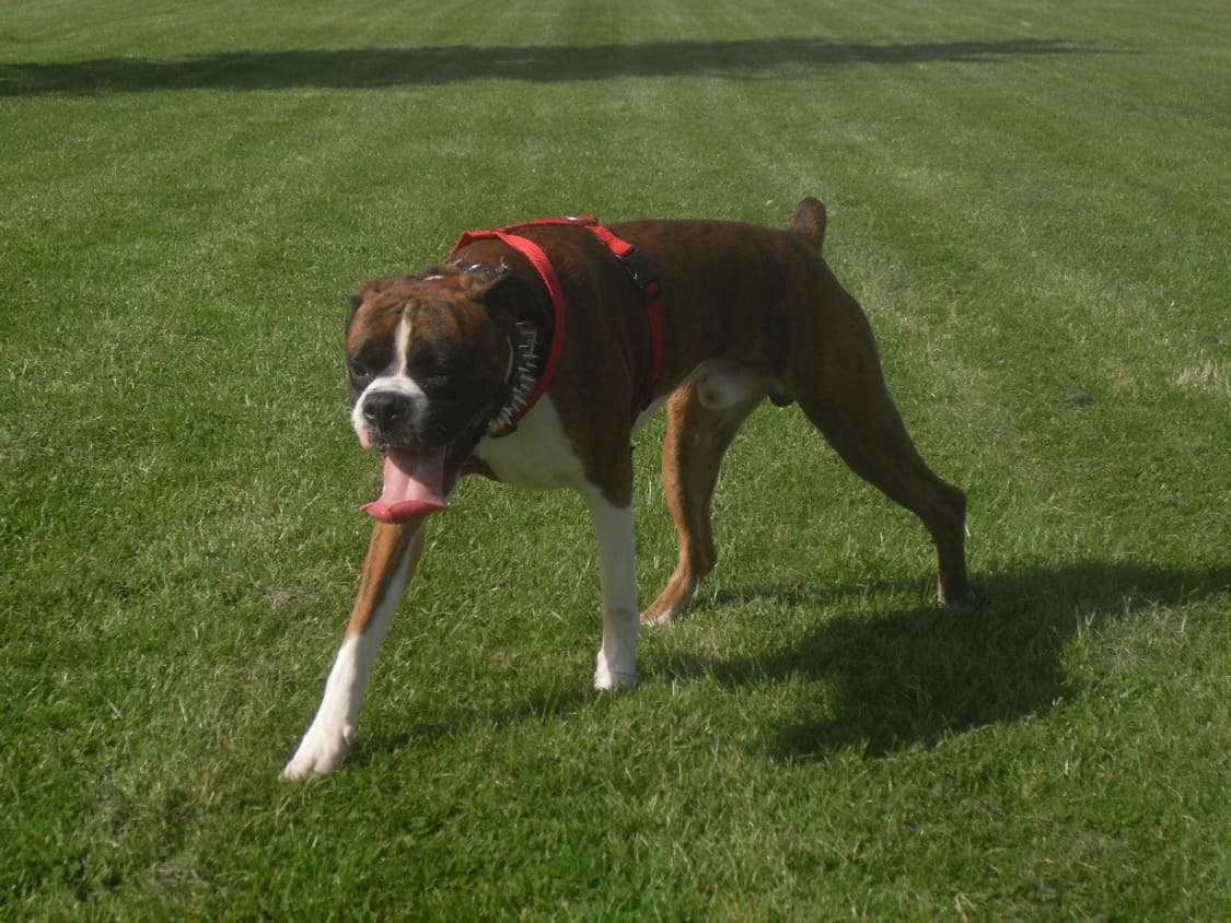 작례/레어!) 삼성 Samsung vluu m110 상품이미지7