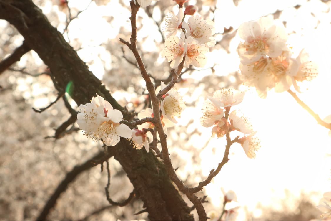 (작례 O, 풀박스) Canon eos m100 상품이미지8