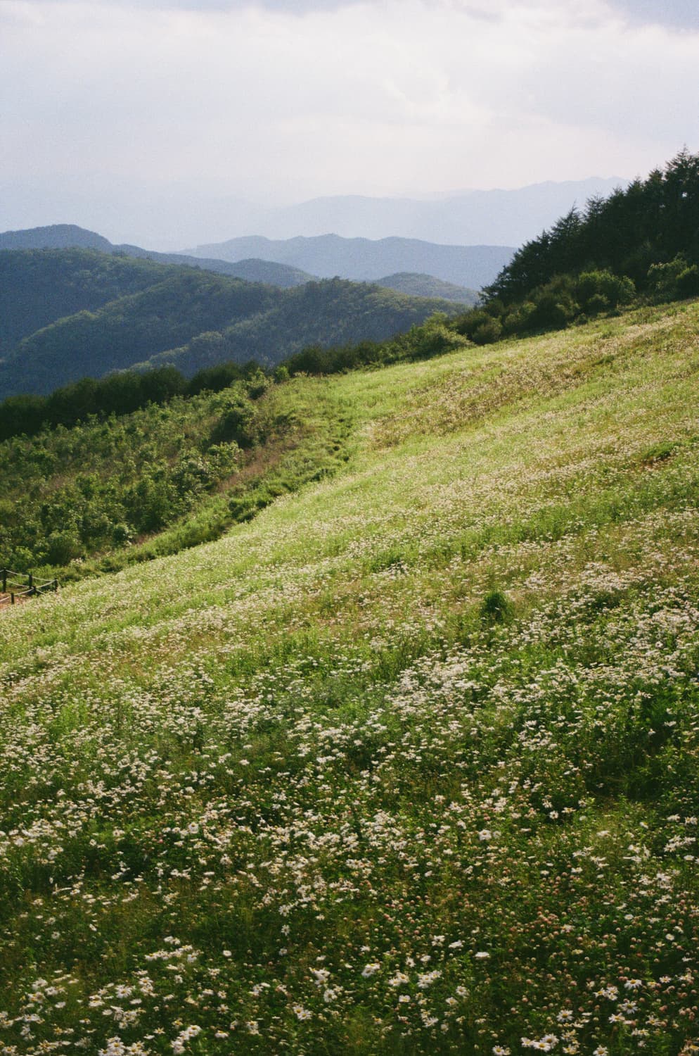 후지필름 밀리터리 감성 HD-M 희귀 필름카메라 판매합니다❤️ 작례o 상품이미지7
