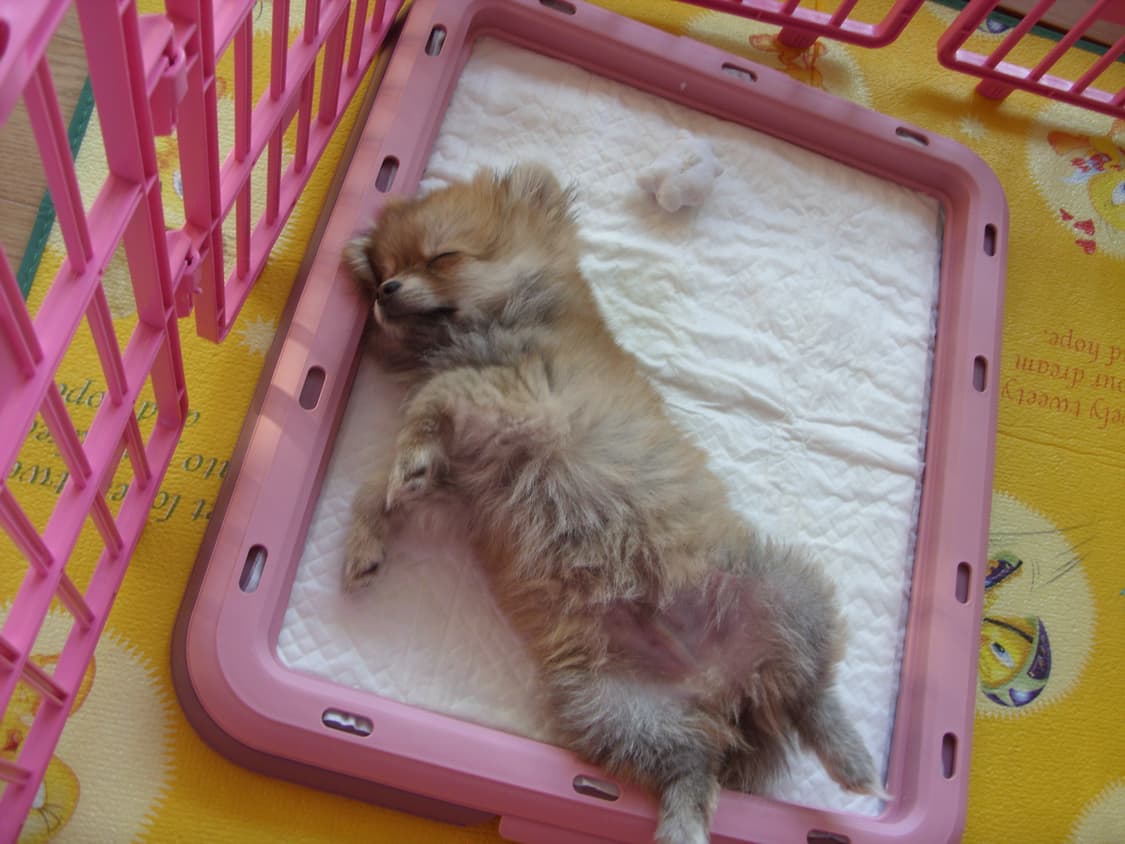 삼성 케녹스 S1060 디지털카메라 상품이미지10