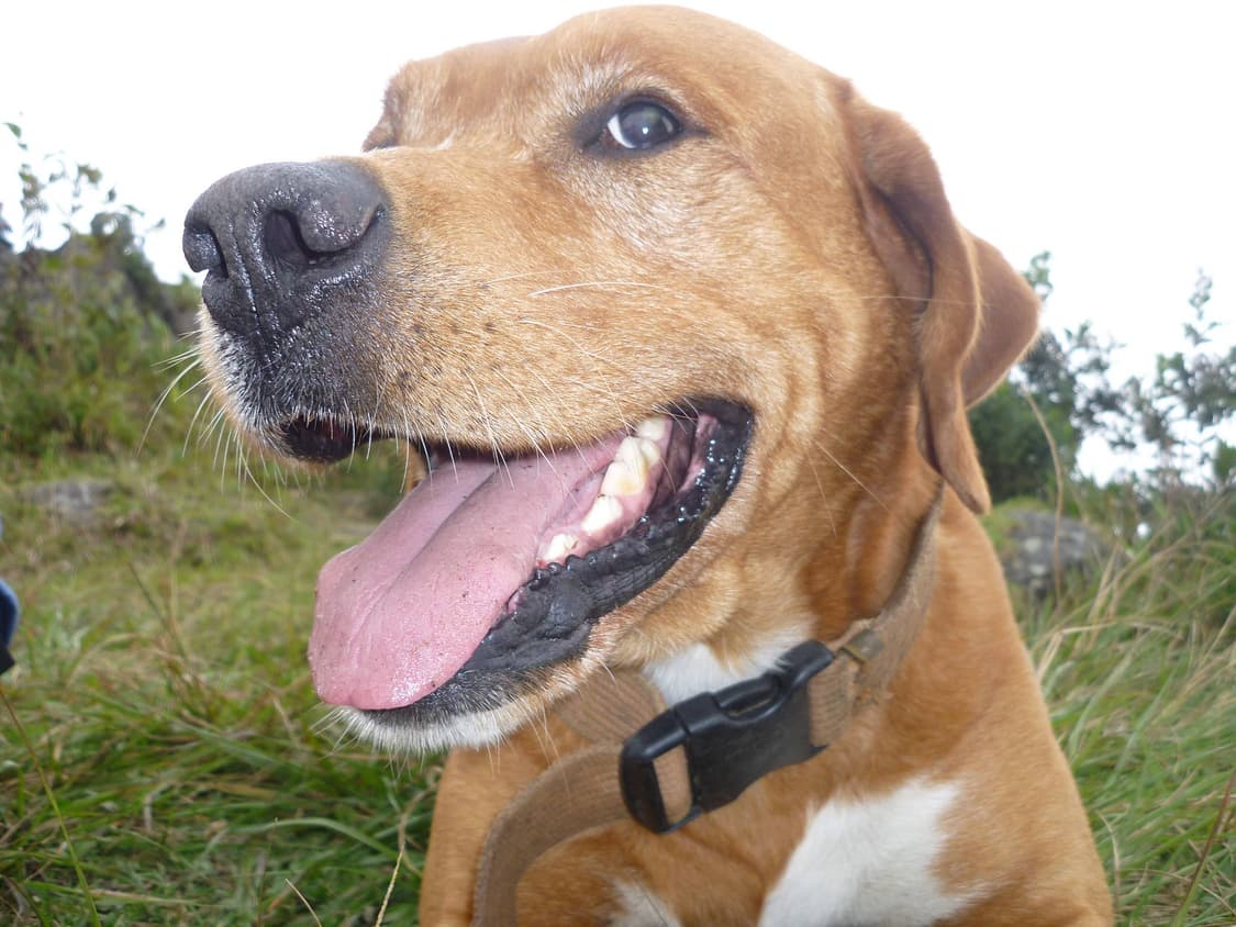 [라이카&뽀용!] 파나소닉 루믹스 DMC-FH7 골드 디지털카메라 상품이미지8