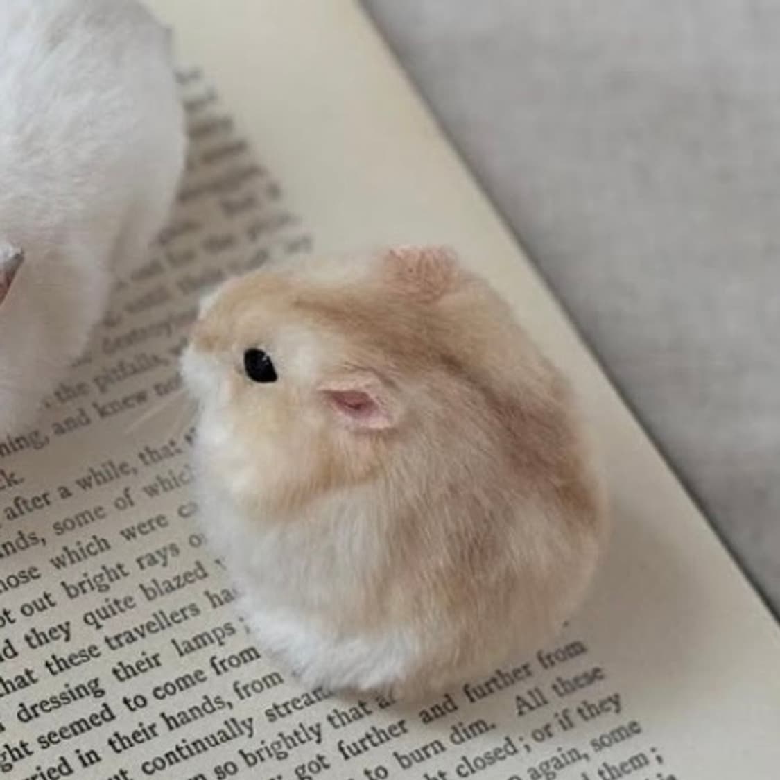 햄스터 실사 인형 (개귀여움) 상품이미지1