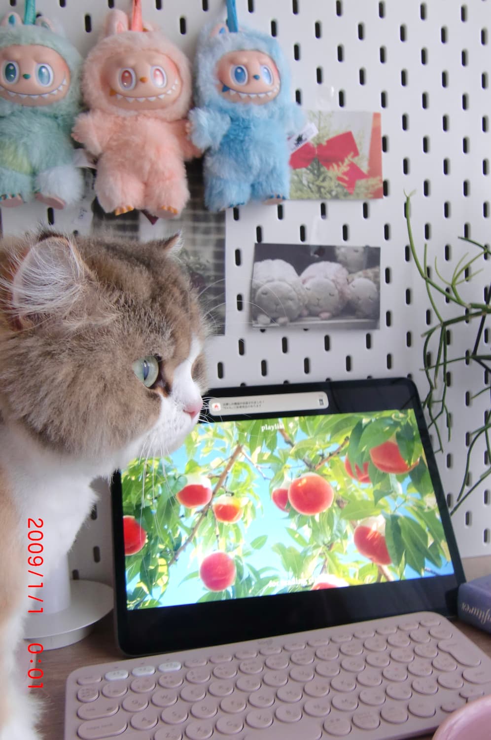 ✨태연 픽 풀박셋✨카시오 엑슬림 EX-Z400 초코브라운 상품이미지10