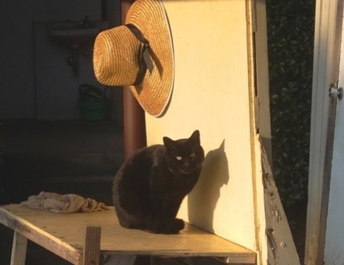 ✨ 니콘 쿨픽스 L11 🍋 포근한 색감 레트로디카 🌿 데일리 스냅 상품이미지4