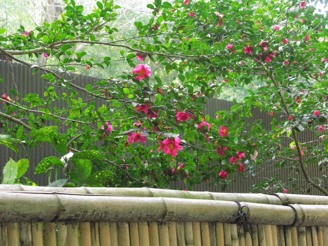 캐논 PowerShot G9 안유진 디카 (작례O) 상품이미지9