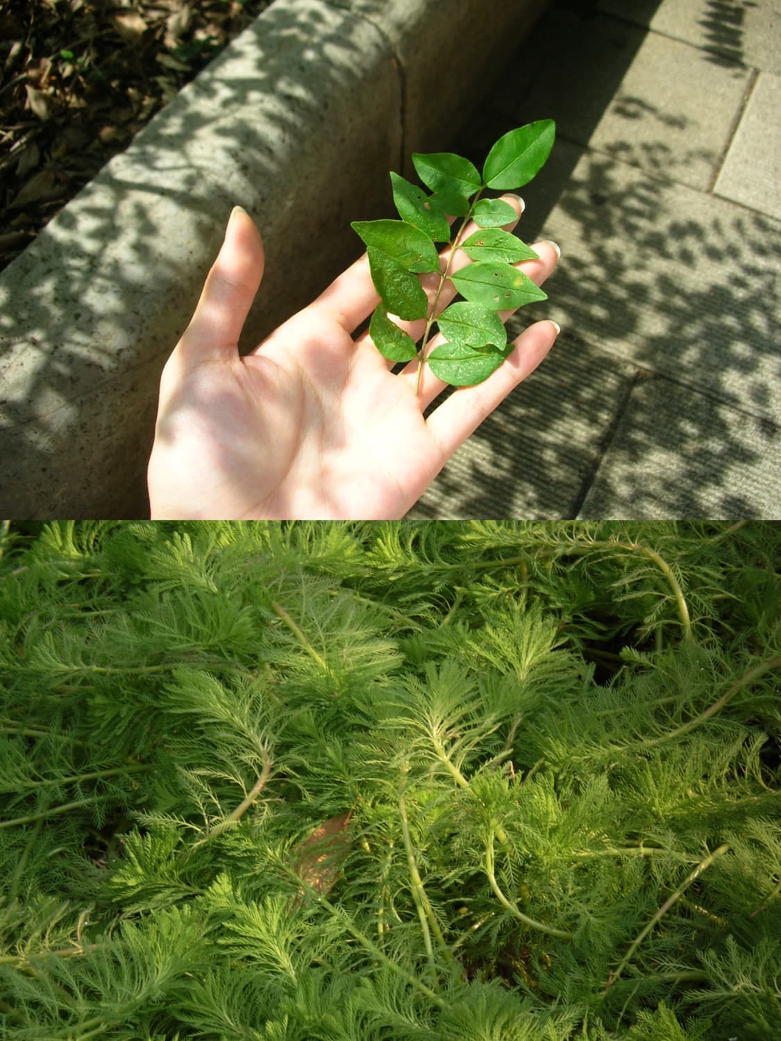 니콘 쿨픽스 S220 상품이미지2