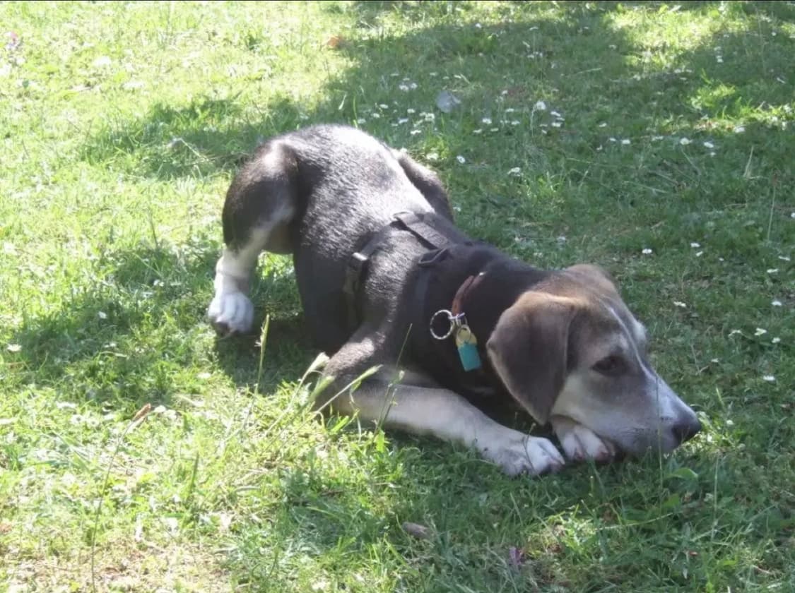 [미니게임&필름색감!] 후지필름 FinePix V10 디지털카메라 상품이미지10