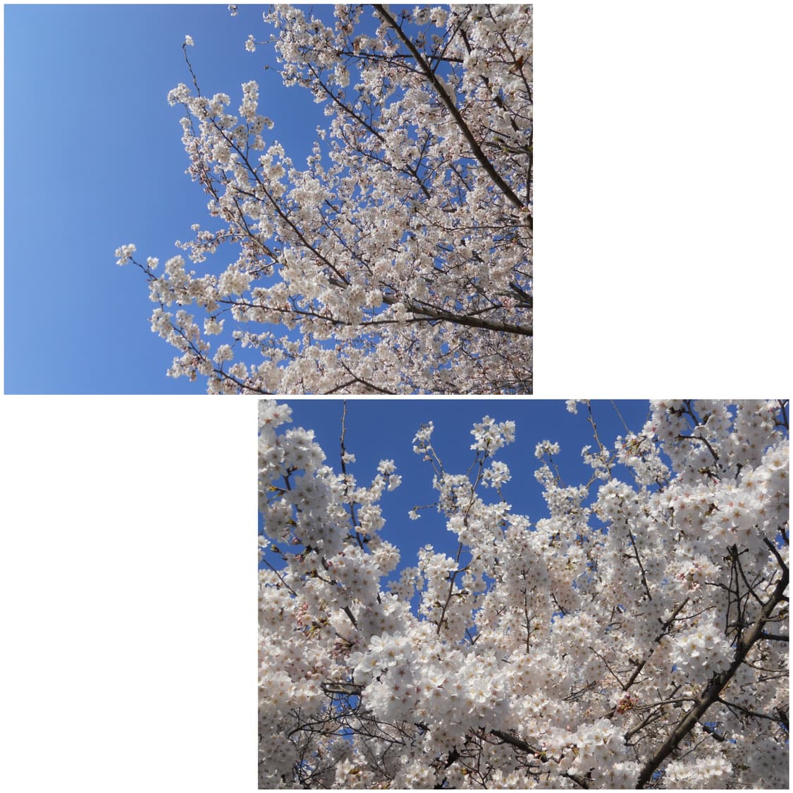 니콘 쿨픽스 S570 베이비핑크 빈티지디카 상품이미지3