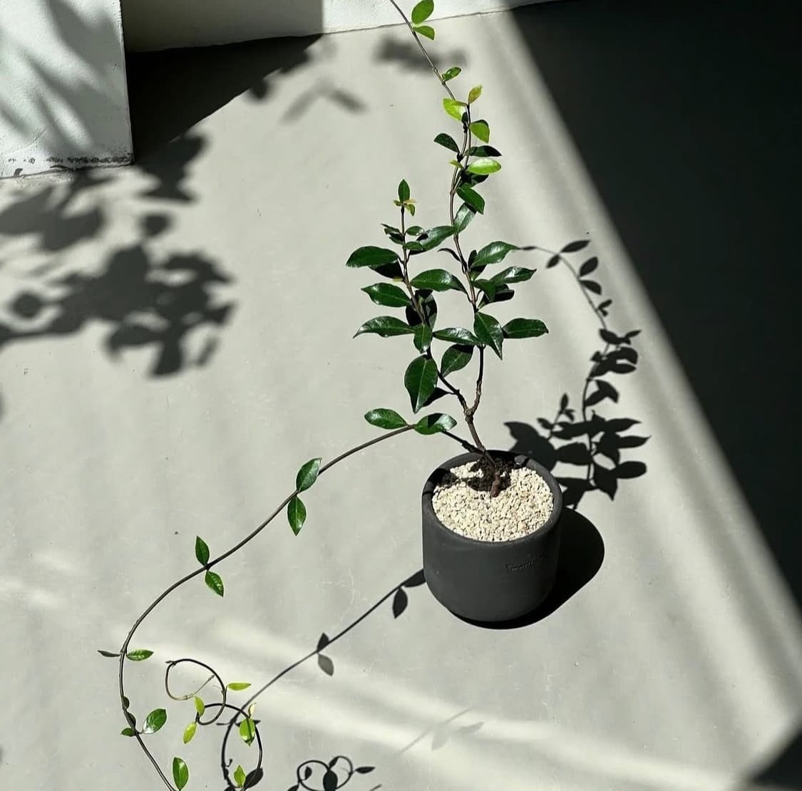 후지필름 파인픽스 Fujifilm FinePix A100 디지털카메라 상품이미지5