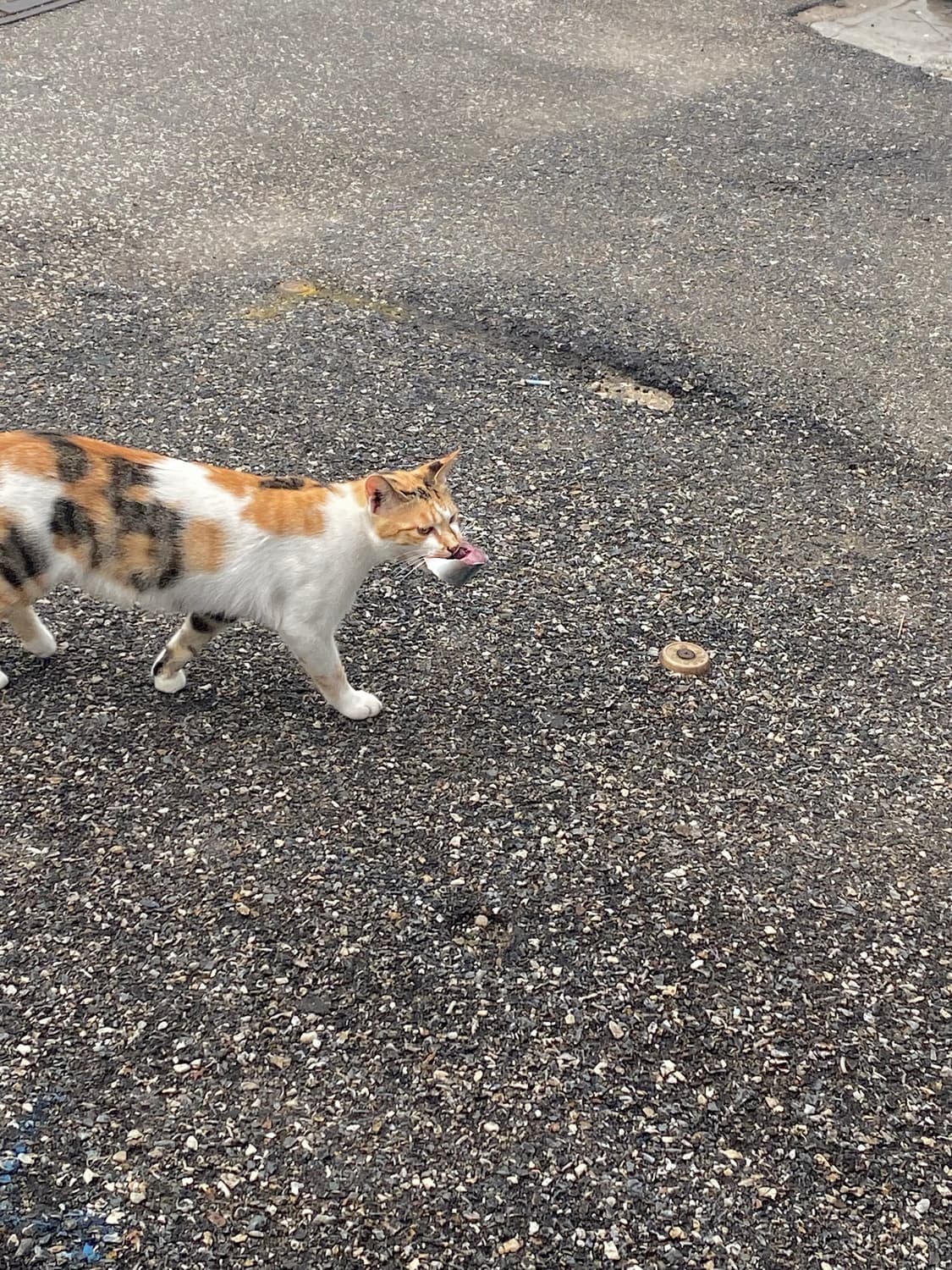 고양이 상품이미지1