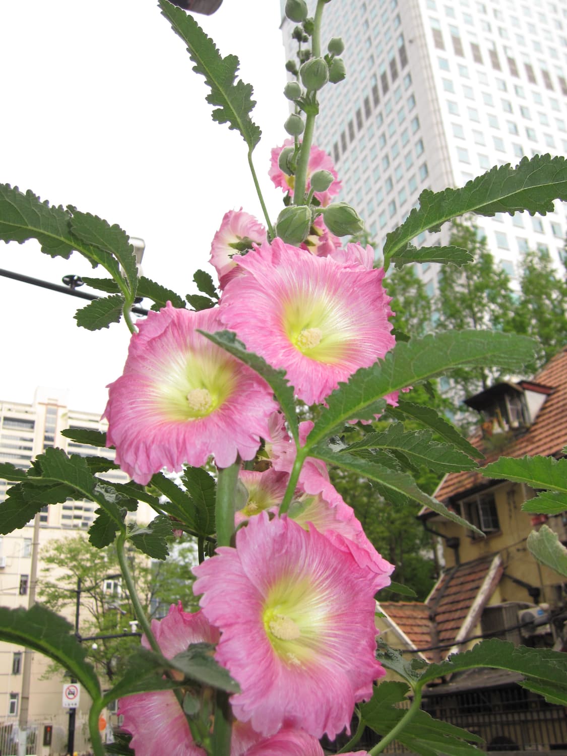 Canon ixus 110is 상품이미지7