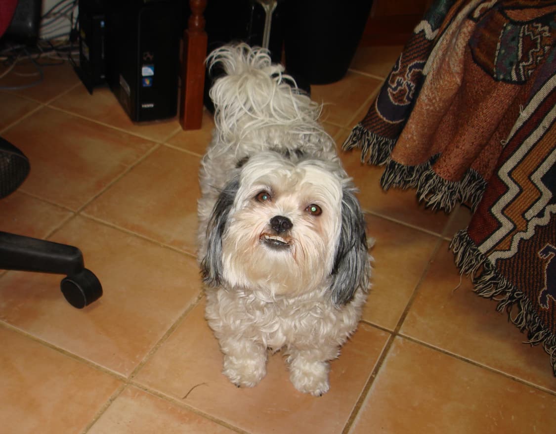 소니 사이버샷 W100 빈티지 디지털카메라 상품이미지9