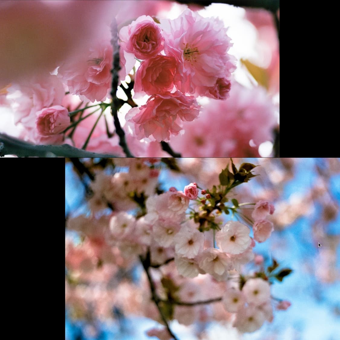 캐논 eos55 50mm1.8 (작례0) 상품이미지3