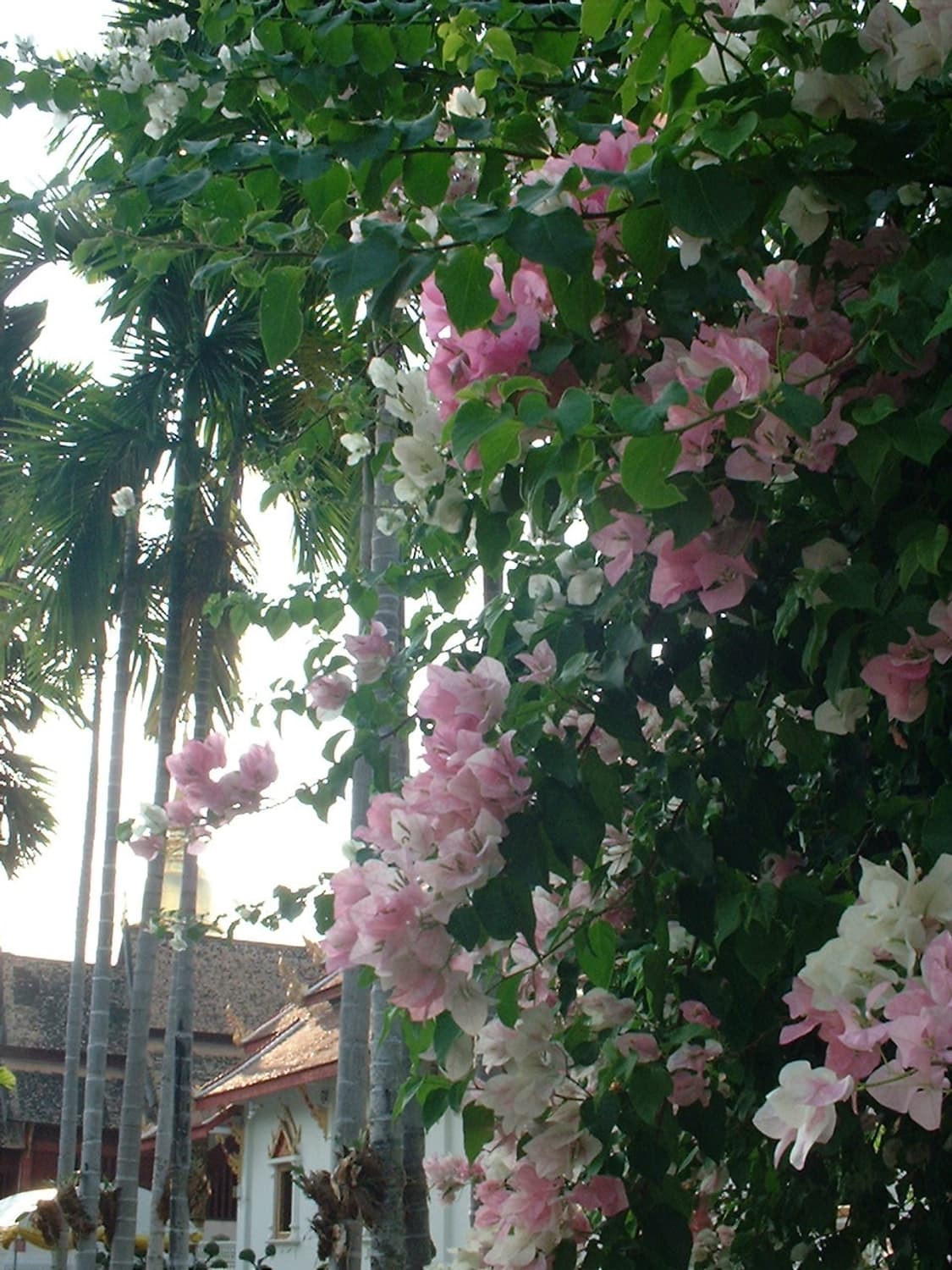 필름같은 1400z 풀박스 상태 98% 상품이미지3