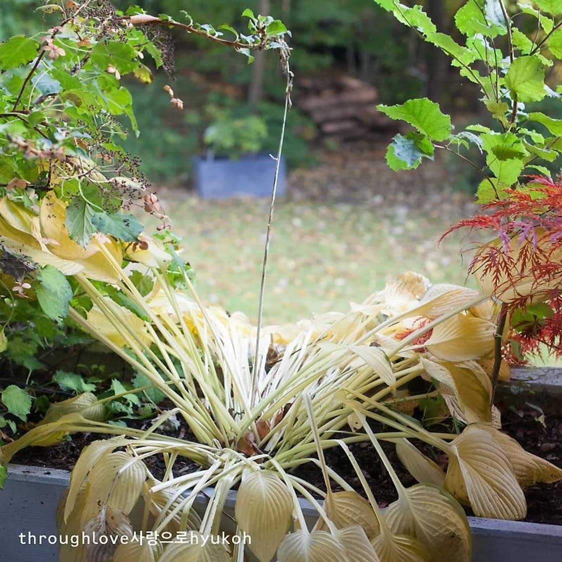 혁오 ep 사랑으로 머천 장우산 상품이미지2