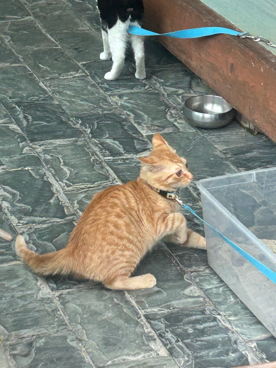 쓰리타임즈 볼레로 검정 상품이미지1