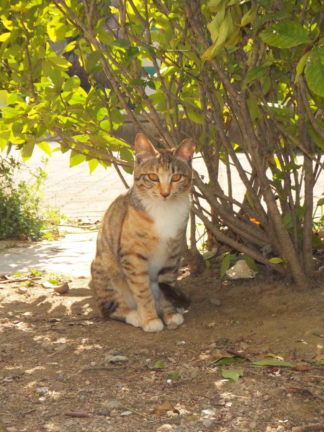 신품급 풀박스 Fujifilm finepix z1100exr 코랄핑크 상품이미지9