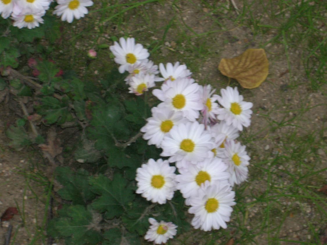 니콘 Coolpix 5600 빈티지 디카 상품이미지9