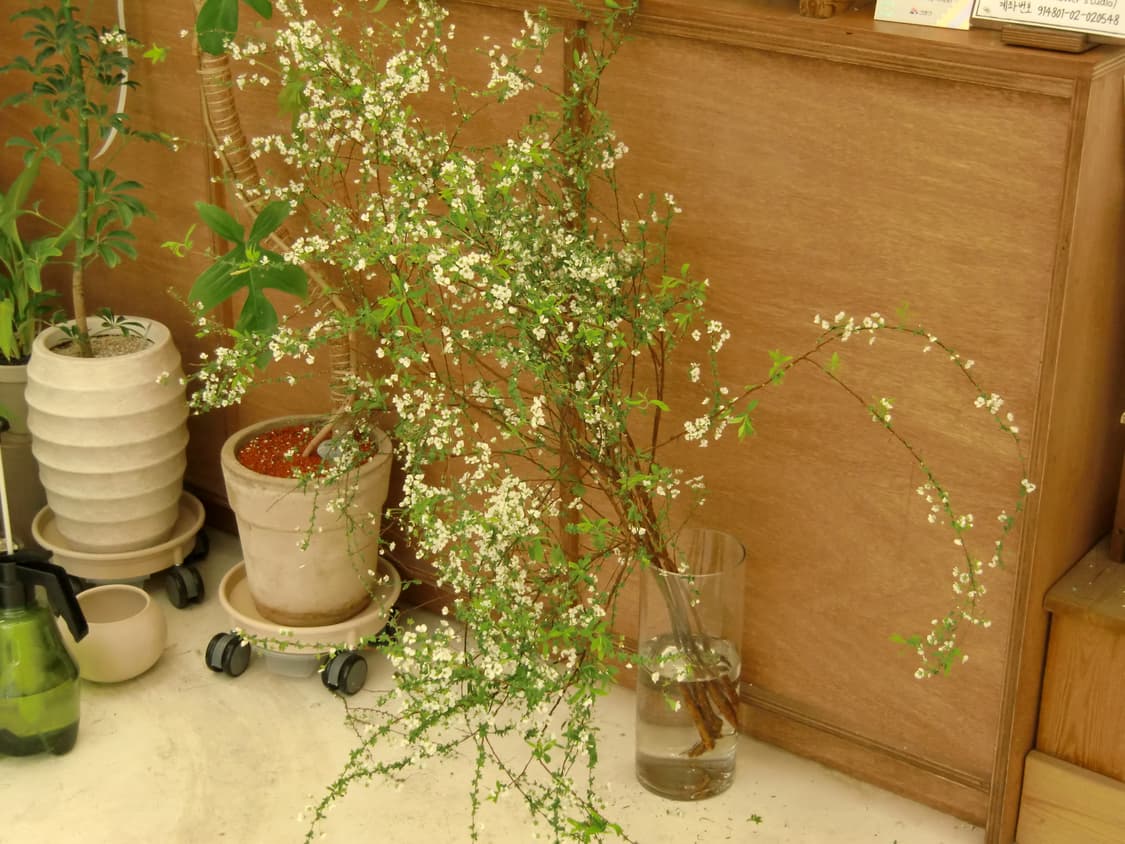 데일리 스냅용 추천, 츄 디카 카시오 엑슬림 h10(작례있음) 상품이미지5