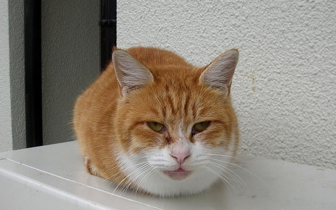 니콘 쿨픽스 Nikon COOLPIX 4100 실버 상품이미지2